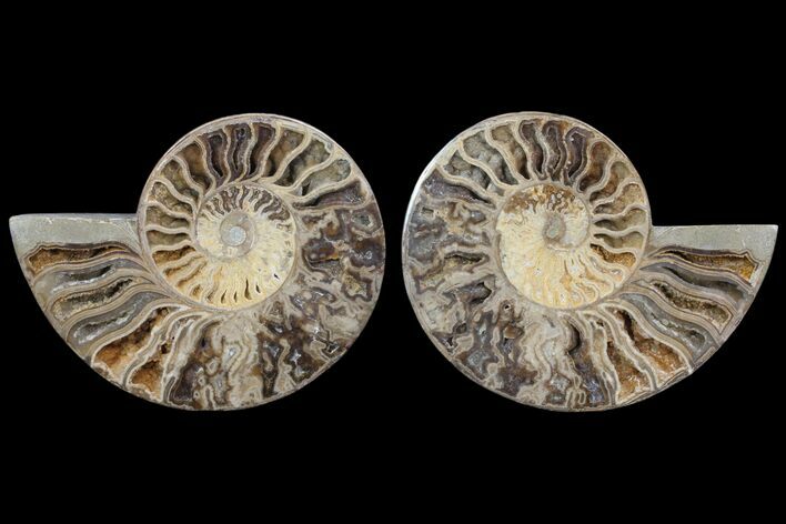 Choffaticeras (Daisy Flower) Ammonite - Madagascar #80914